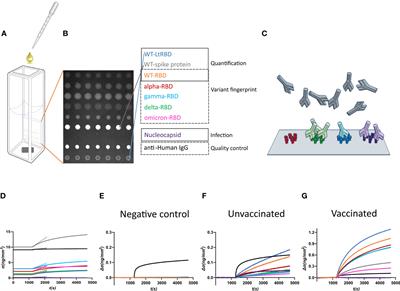 Serum antibody fingerprinting of SARS-CoV-2 variants in infected and vaccinated subjects by label-free microarray biosensor